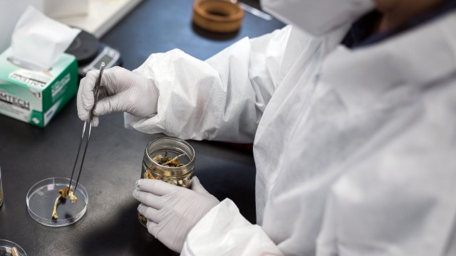Article thumbnail: A laboratory researcher removes a Psilocybe mushroom from a container at the Numinus Bioscience lab in Nanaimo, British Columbia, Canada, on Wednesday, Sept. 1, 2021. Numinus Wellness Inc., a mental health care company specializing in psychedelic-assisted therapies, was the first public company in Canada to harvest a legal batch of mushrooms from the Psilocybe genus last year. Photographer: James MacDonald/Bloomberg via Getty Images